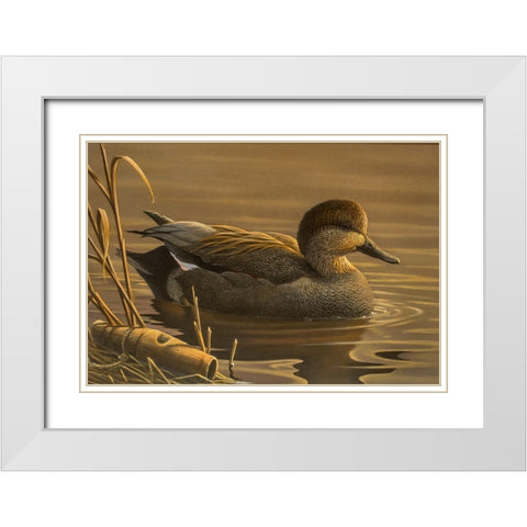 Gadwall White Modern Wood Framed Art Print with Double Matting by Goebel, Wilhelm