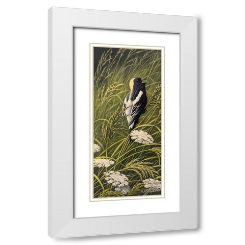 Summer Song - Bobolink White Modern Wood Framed Art Print with Double Matting by Goebel, Wilhelm