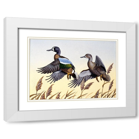 1981 Blue-Winged Teal White Modern Wood Framed Art Print with Double Matting by Goebel, Wilhelm