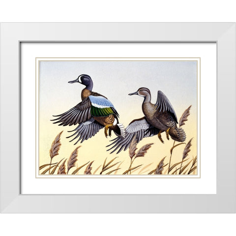 1981 Blue-Winged Teal White Modern Wood Framed Art Print with Double Matting by Goebel, Wilhelm
