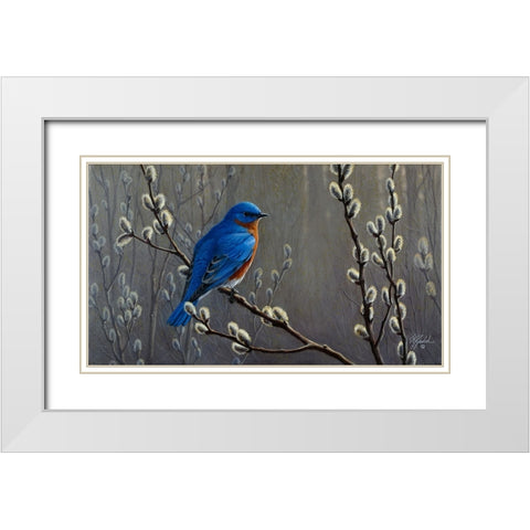 Signals Of Spring - Eastern Bluebird White Modern Wood Framed Art Print with Double Matting by Goebel, Wilhelm