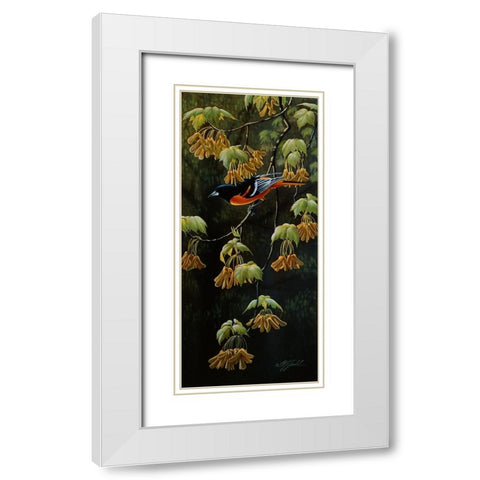 Forest Flame - Baltimore Oriole White Modern Wood Framed Art Print with Double Matting by Goebel, Wilhelm