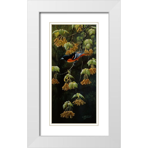 Forest Flame - Baltimore Oriole White Modern Wood Framed Art Print with Double Matting by Goebel, Wilhelm