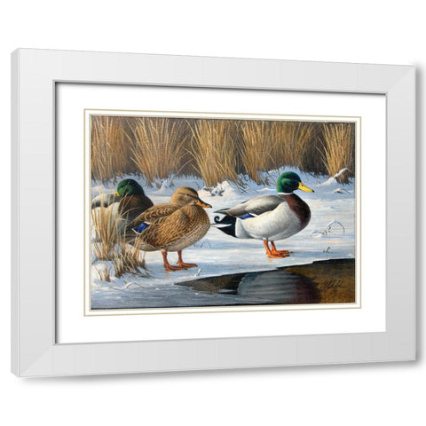 Wg220820002 White Modern Wood Framed Art Print with Double Matting by Goebel, Wilhelm