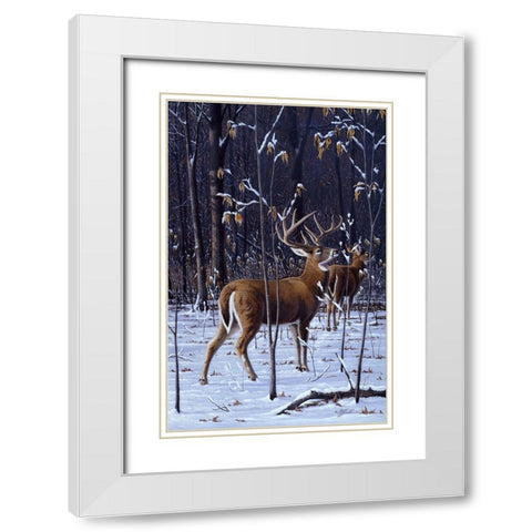 In His Prime - Whitetail White Modern Wood Framed Art Print with Double Matting by Goebel, Wilhelm