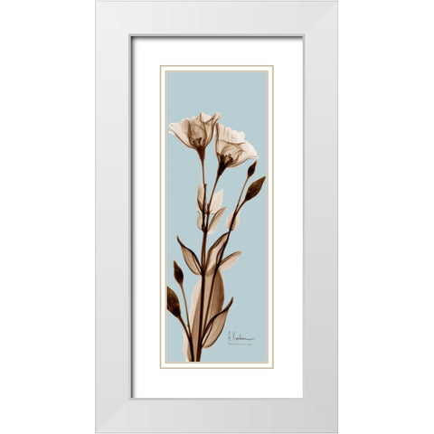 Tulip Pair  Brown on Blue White Modern Wood Framed Art Print with Double Matting by Koetsier, Albert