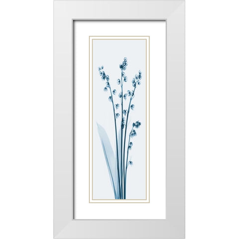 Lily of the Valley in Blue 2 White Modern Wood Framed Art Print with Double Matting by Koetsier, Albert