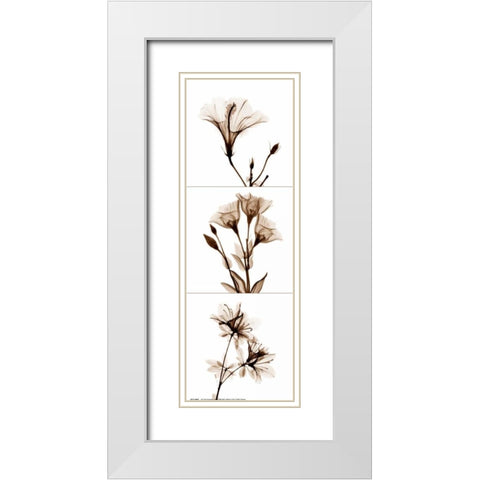 Sepia Floral Tryp Tych I White Modern Wood Framed Art Print with Double Matting by Koetsier, Albert