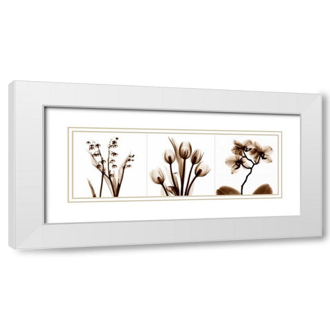 Sepia Floral Tryp Tych II White Modern Wood Framed Art Print with Double Matting by Koetsier, Albert