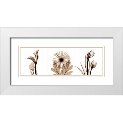 Sepia Floral Tryp Tych III White Modern Wood Framed Art Print with Double Matting by Koetsier, Albert