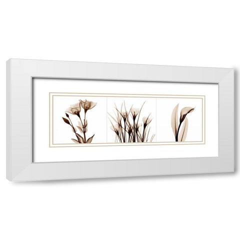 Sepia Floral Tryp Tych IV White Modern Wood Framed Art Print with Double Matting by Koetsier, Albert