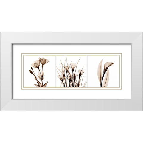 Sepia Floral Tryp Tych IV White Modern Wood Framed Art Print with Double Matting by Koetsier, Albert