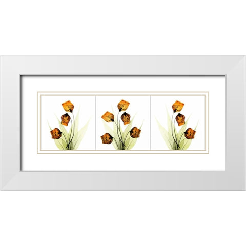 Sandersonia Triple in Gold White Modern Wood Framed Art Print with Double Matting by Koetsier, Albert