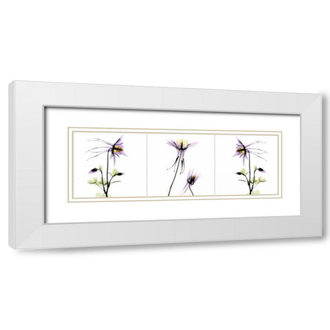 Columbine Triple White Modern Wood Framed Art Print with Double Matting by Koetsier, Albert