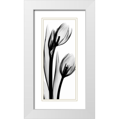 Tulip in BandW2 White Modern Wood Framed Art Print with Double Matting by Koetsier, Albert