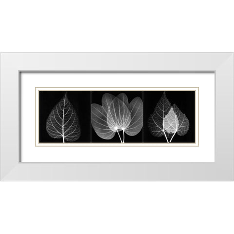 Leaf Triple on Black 2 White Modern Wood Framed Art Print with Double Matting by Koetsier, Albert