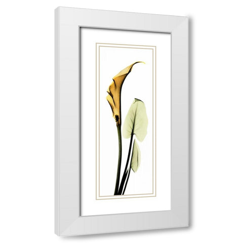 Calla Lily in Gold 2 White Modern Wood Framed Art Print with Double Matting by Koetsier, Albert