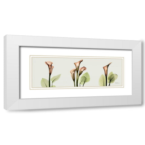 Spring Calla Lily Triple White Modern Wood Framed Art Print with Double Matting by Koetsier, Albert