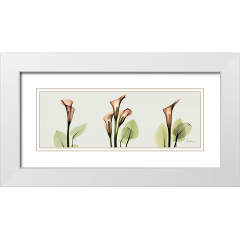 Spring Calla Lily Triple White Modern Wood Framed Art Print with Double Matting by Koetsier, Albert