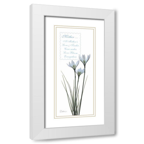 White Rain Lily - Mother White Modern Wood Framed Art Print with Double Matting by Koetsier, Albert