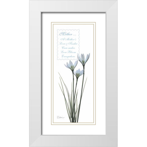 White Rain Lily - Mother White Modern Wood Framed Art Print with Double Matting by Koetsier, Albert
