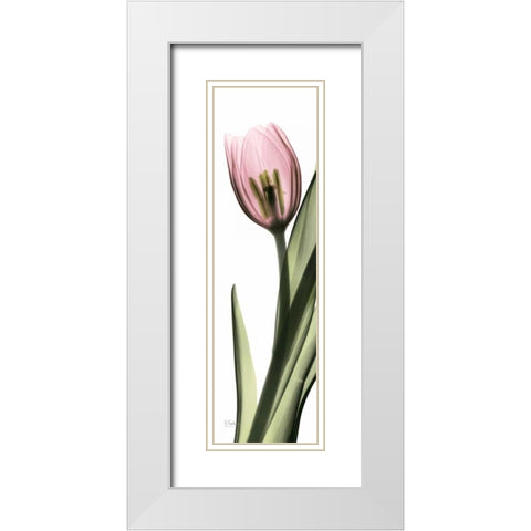 Tulip in Color 2 White Modern Wood Framed Art Print with Double Matting by Koetsier, Albert