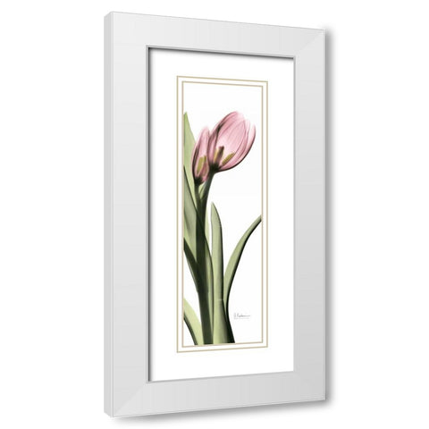 Tulip in Color 1 White Modern Wood Framed Art Print with Double Matting by Koetsier, Albert