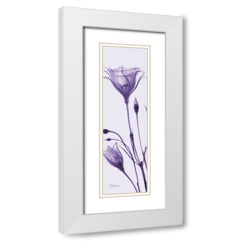 Gentian in Purple White Modern Wood Framed Art Print with Double Matting by Koetsier, Albert