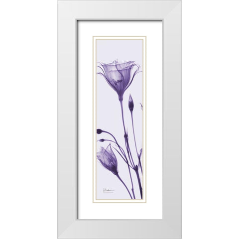 Gentian in Purple White Modern Wood Framed Art Print with Double Matting by Koetsier, Albert