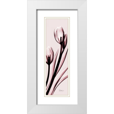 Tulip on Pink White Modern Wood Framed Art Print with Double Matting by Koetsier, Albert