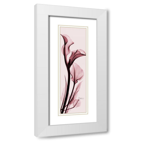 Calla Lily on Pink White Modern Wood Framed Art Print with Double Matting by Koetsier, Albert