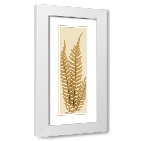 Tree Fern Brown on Beige White Modern Wood Framed Art Print with Double Matting by Koetsier, Albert