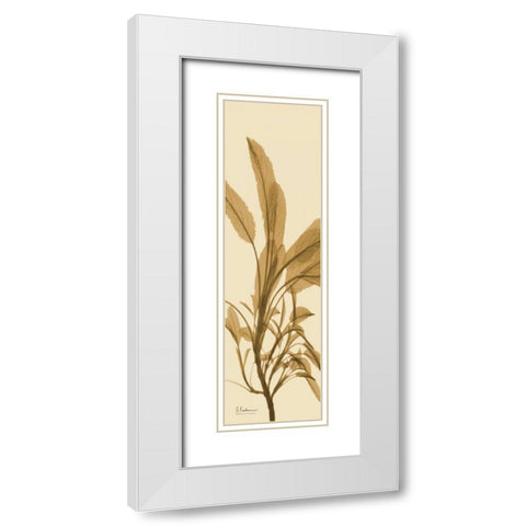 Sage Brown on Beige White Modern Wood Framed Art Print with Double Matting by Koetsier, Albert