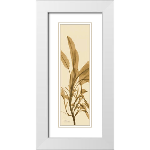 Sage Brown on Beige White Modern Wood Framed Art Print with Double Matting by Koetsier, Albert