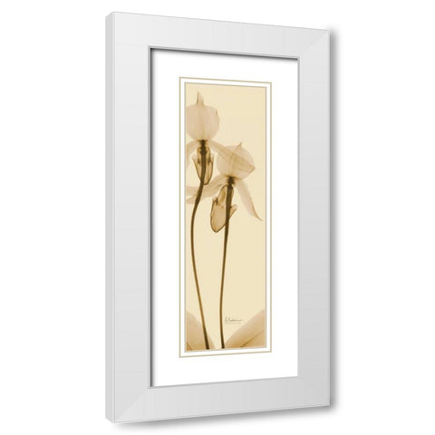 Orchid Brown on Beige 2 White Modern Wood Framed Art Print with Double Matting by Koetsier, Albert