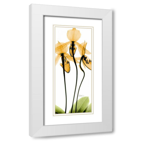 Orchid in Color White Modern Wood Framed Art Print with Double Matting by Koetsier, Albert