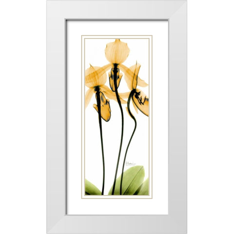 Orchid in Color White Modern Wood Framed Art Print with Double Matting by Koetsier, Albert