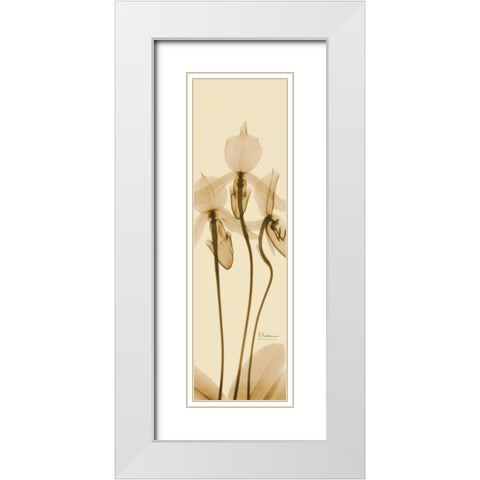 Orchid Brown on Beige White Modern Wood Framed Art Print with Double Matting by Koetsier, Albert