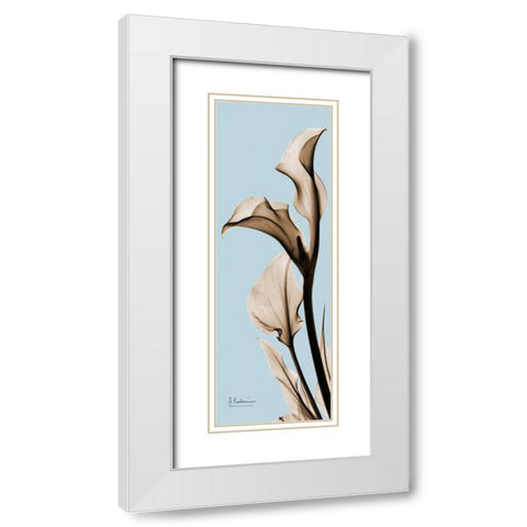 Calla Lily White Modern Wood Framed Art Print with Double Matting by Koetsier, Albert