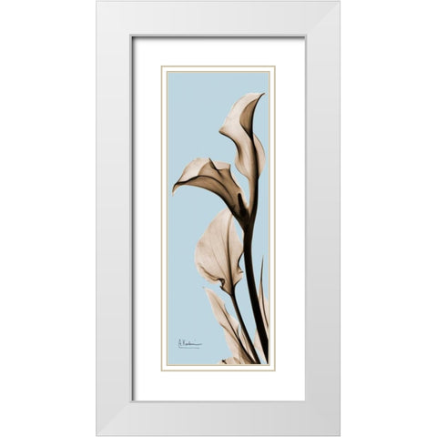 Calla Lily White Modern Wood Framed Art Print with Double Matting by Koetsier, Albert