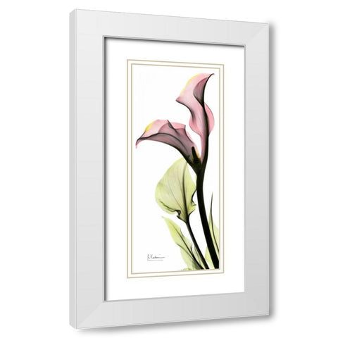 Calla Lily in Color White Modern Wood Framed Art Print with Double Matting by Koetsier, Albert