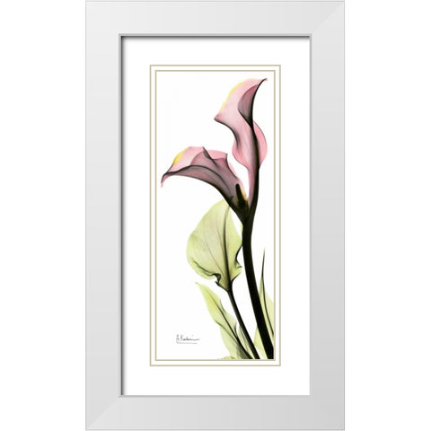 Calla Lily in Color White Modern Wood Framed Art Print with Double Matting by Koetsier, Albert