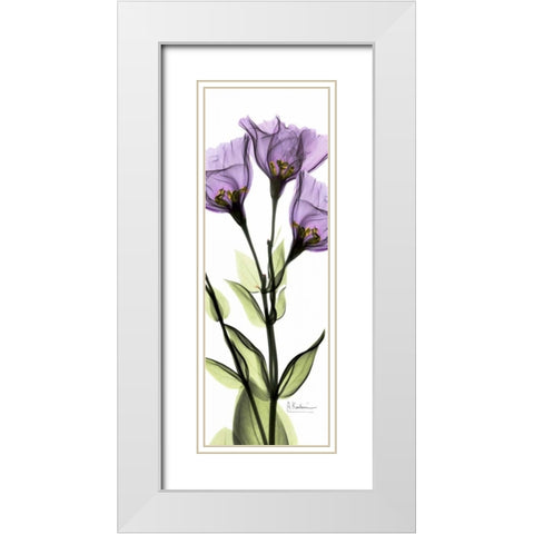 Gentian in Color White Modern Wood Framed Art Print with Double Matting by Koetsier, Albert