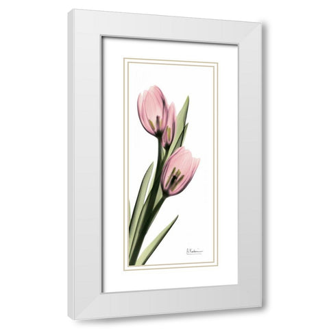 Tulips in Pink White Modern Wood Framed Art Print with Double Matting by Koetsier, Albert