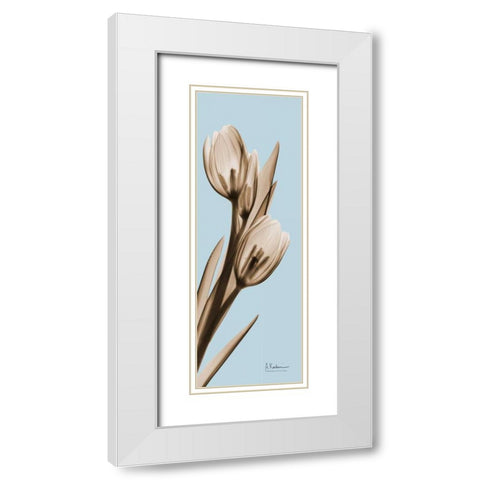 Tulip White Modern Wood Framed Art Print with Double Matting by Koetsier, Albert