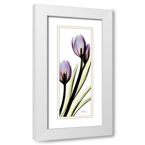 Tulip in Purple White Modern Wood Framed Art Print with Double Matting by Koetsier, Albert