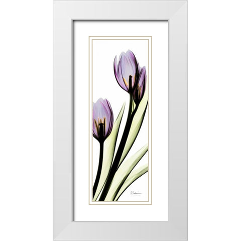 Tulip in Purple White Modern Wood Framed Art Print with Double Matting by Koetsier, Albert