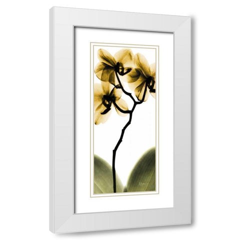Orchid in Gold White Modern Wood Framed Art Print with Double Matting by Koetsier, Albert