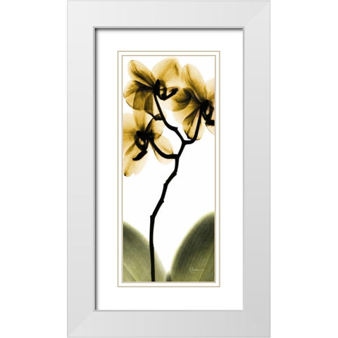 Orchid in Gold White Modern Wood Framed Art Print with Double Matting by Koetsier, Albert