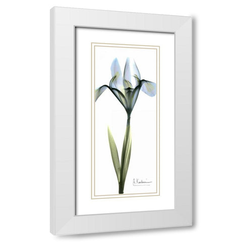 Iris in Blue White Modern Wood Framed Art Print with Double Matting by Koetsier, Albert